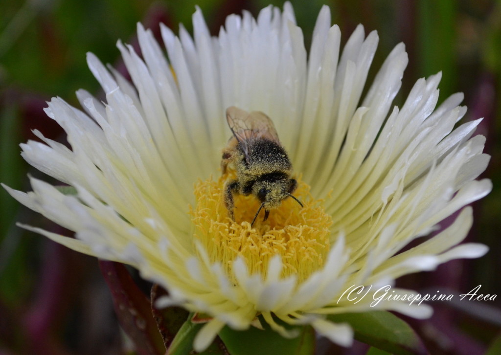 Giuseppina Acca_insetto